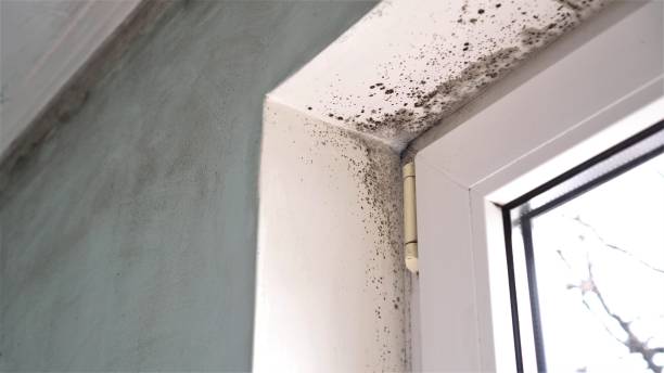 Best Emergency Mold Removal  in Henry, IL