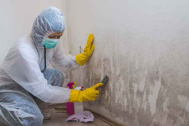 Attic Mold Removal in Henry, IL