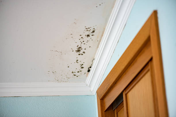 Best Local Mold Removal Service  in Henry, IL