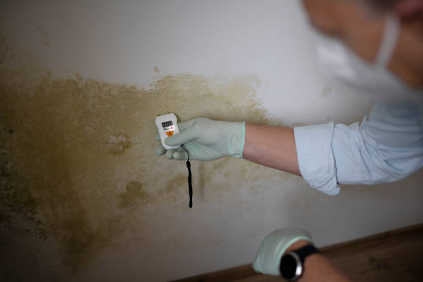 Best Mold Damage Repair  in Henry, IL