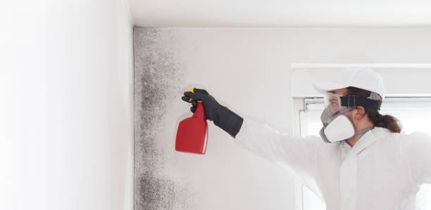 Best Certified Mold Removal  in Henry, IL