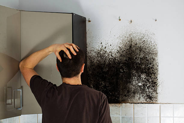 Best Mold Removal Specialists  in Henry, IL